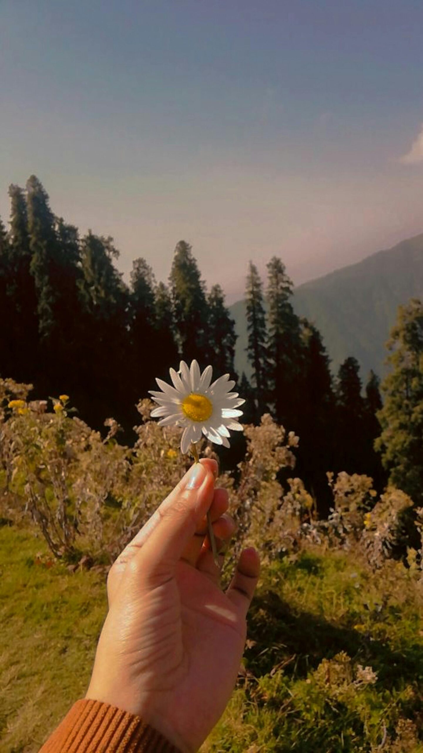 A serene view of a hand holding a daisy against a backdrop of mountains and forests.
